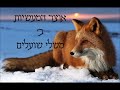 411 אוצר המעשיות משלי שועלים מפי הרב יצחק כהן שליט