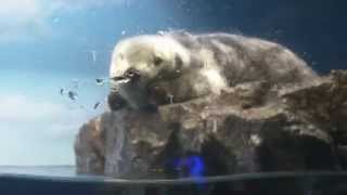 うとうとしちゃうラッコ　And doze off to become sea otter