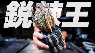 【植物沼】最強の棘を持つ珍奇植物が生き返ったのでお見せします【アガベ】