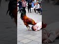 cock vs baby