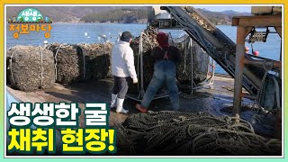 생생한 굴 채취 현장! MBN 250219 방송