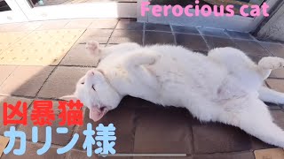 あの凶暴猫のカリン様が午後6時から豹変する‼️世界一長い唸り声 Ferocious cat