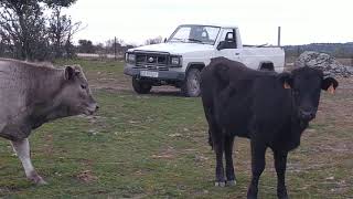 2 terneras f1 de avileña x limousin y una de avileña x charoles | AgroAnuncios.es