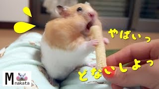 ハムスター あほかわいい 瓶から出れないハプニング おもしろ可愛い癒しhamster That Can Not Get Out Of The Bottle Is Too Cute