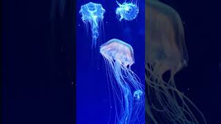 Scyphozoa 🎐 💗  #naturelovers #ocean  #jellyfish