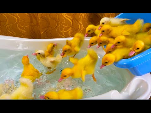 Funny Ducklings Jump And Swim In The Mini Bath For Baby Youtube