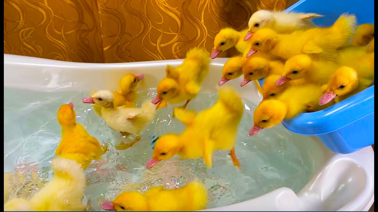 Funny Ducklings Jump And Swim In The Mini Bath For Baby Youtube