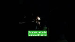 ฝึกเหยี่ยวจับนกพิราบ เวลากลางคืน เหยี่ยวเจ้าฮีโร่ #shortvideo #hawk #เหยี่ยว #บิน