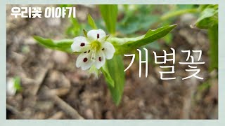 [우리꽃 이야기. 13]   개별꽃