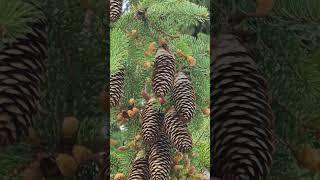 Mature Cones | Picea Abies