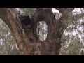 Historic Trees in the Yanga Nature Reserve | NSW National Parks