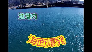 【釣り】　漁港内での波止釣り　『海面爆発（大規模ナブラ発生）』