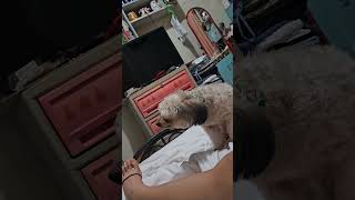 HEEY LITTLE GIRL WHAT DID YOU DO DOWN THERE HUH? #cute #cutedog #shipoo #kurdapya #2025#shortvideo