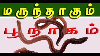 Earthworm  (பூ நாகத்தின்  வைத்திய முறைகள்  )