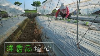 農事│ 洋香瓜摘心(Take the heart of vine from the Cantaloupe)