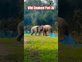 wild elephant part 36🚷🤯🦣 wayanad cherambadi wildelephants nilgiris elephant tusker kumki