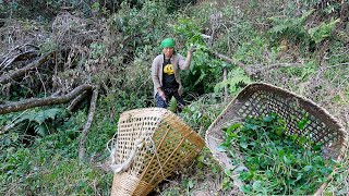 sarmila  finding pig fodder in the jungle || sarmila in the village || village vlogs @bhumicooking