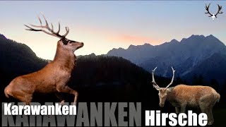 Jagd auf Karawanken Hirsche # 3.0 / Hunting Karawanken Stag's #3.0