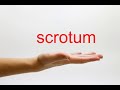 How to Pronounce scrotum - American English