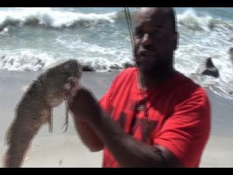 How To Surf Fish Red Drum How To Surf Fish Red Drum