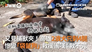 又見捕獸夾！高雄2浪犬剩4腿...「袋鼠狗」讓救援嘆：救不完｜流浪狗｜浪浪｜動物救援｜虐待動物