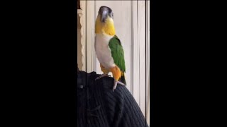 インコのぴーちゃんに雷の呼吸のエフェクトをつけてみたw鬼滅#Shorts