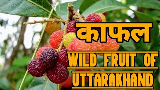 Kafal Special Wild Fruit Of Uttarakhand ||Bayberry||