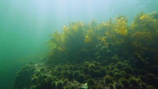 La semaine verte | Carbone bleu à l'île d'Anticosti