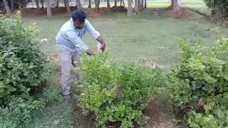 Dr.Soil fist time using Dr.Soil for Jasmine Plant