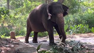 ആനക്കോട്ട || Annakotta Elephant fort Guruvayoor #guruvayoor #elephant #kerala#trending #vacation