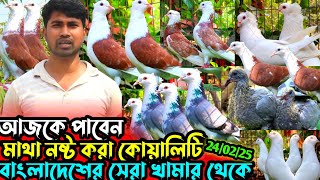 মাথা নষ্ট করা গোল্লা কবুতর কিনুন || বাংলাদেশের সেরা খামার থেকে || সবচেয়ে কম দামে কবুতর বিক্রি হবে