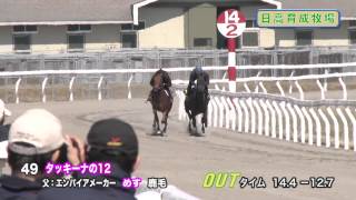 【2014育成馬展示会　調教映像】№49 タッキーナの12