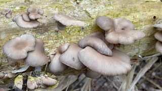 EP412เห็ดนางรมมีให้เก็บตลอดดอกน้อยๆก็ยังมีอยู่เด้อจ้า Wild Oyster Mushrooms