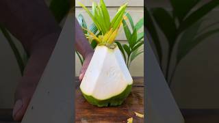 best satisfied coconut cut #shortvideo #satisfied