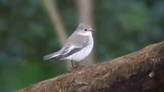 マダラヒタキ（1）迷鳥（仙台市・三神峯公園とフィンランド） - European Pied Flycatcher - Wild Bird - 野鳥 動画図鑑