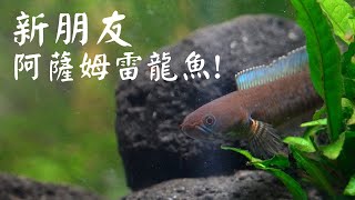 新手飼養雷龍魚!新朋友阿薩姆雷龍!!