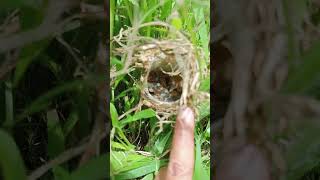 Sarang burung Cici padi merah,Salome/Cisticola exilis