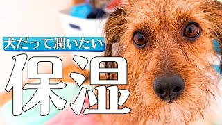 愛犬の潤いを保ちたい飼い主のシャンプールーティン｜犬の保湿・シャワーヘッド・化粧水