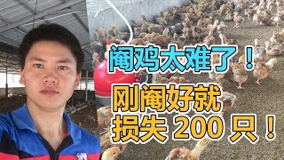 A guy raises 3500 castrated chickens! They lost nearly 200 chickens just after castration! The castr