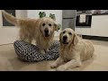 what does a golden retriever do when another dog occupies his bed