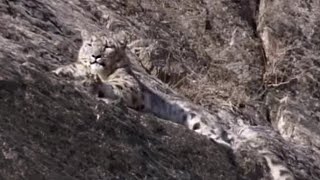 Rare Snow Leopard Sighting | Snow Leopard: Beyond the Myth | BBC Earth