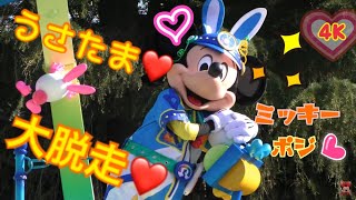 【4K】TDLうさたま大脱走❤ミッキーポジ❤