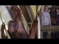 Indianapolis Zoo research reveals previously unknown level of vocal learning for orangutans