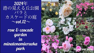 【2024年 港の見える丘公園「バラとカスケードの庭」vol.12】rose \u0026 cascade garden in minatonomieruoka park