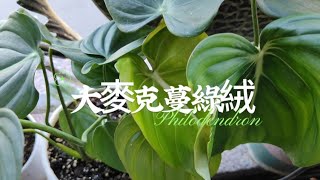 葉面碩大的大麥克蔓綠絨|種植與照顧|Philodendron|植物男子