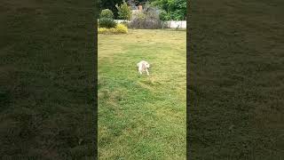 Dog 🐕 video #doglover #dog #funny #trending #suscribete #love