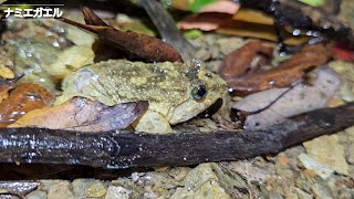 ナミエガエル(国内希少野生動植物種・沖縄県指定天然記念物)/2023.8.19