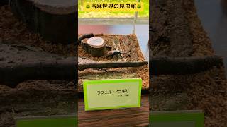 【当麻世界の昆虫館パピヨンシャトー】生きている貴重なクワガタを観察したよ🪲北海道上川郡当麻町✨#ninjya #shorts #旭川市 #トレーシー #スティーブ #パピヨンシャトー #昆虫館