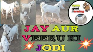 jay aur Veeru ki Jodi.#sojat baby goat