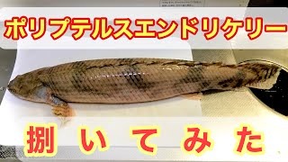 古代魚ポリプテルスエンドリケリーを捌いてみました